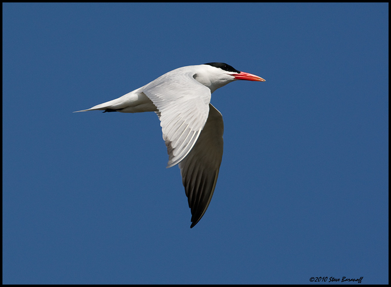 _0SB9243 caspian tern.jpg